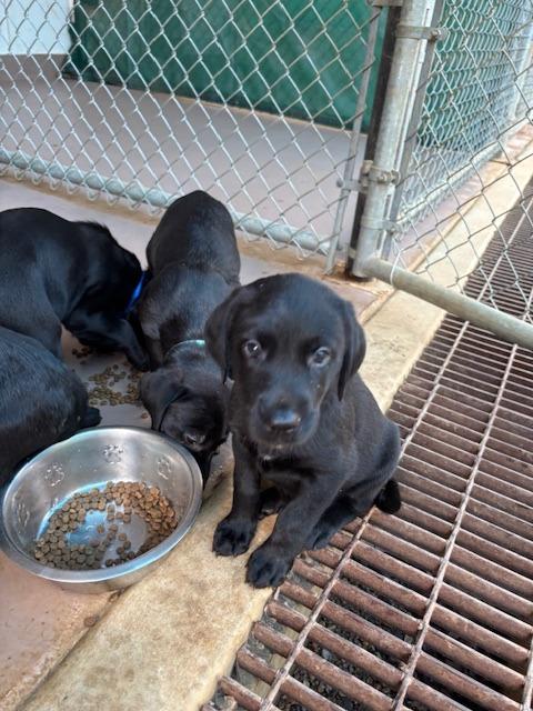 Chile, Adoptable, Puppy Female Labrador Retriever.