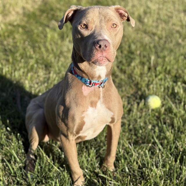TAZZ, Adoptable, Young Male Pit Bull Terrier.
