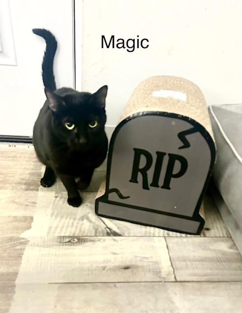 Magic, an adoptable Domestic Short Hair in Klamath Falls, OR, 97603 | Photo Image 4