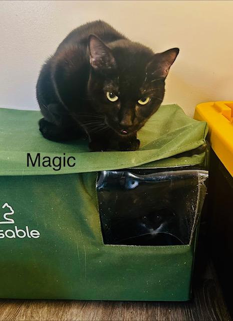 Magic, an adoptable Domestic Short Hair in Klamath Falls, OR, 97603 | Photo Image 2