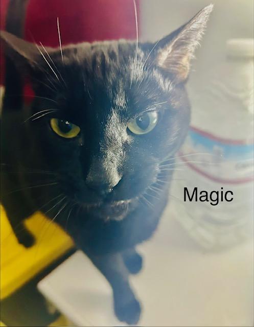 Magic, a Adoptable Domestic Short Hair in Klamath Falls, OR image 4/14
