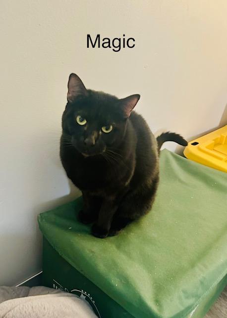 Magic, Adoptable, Adult Female Domestic Short Hair.