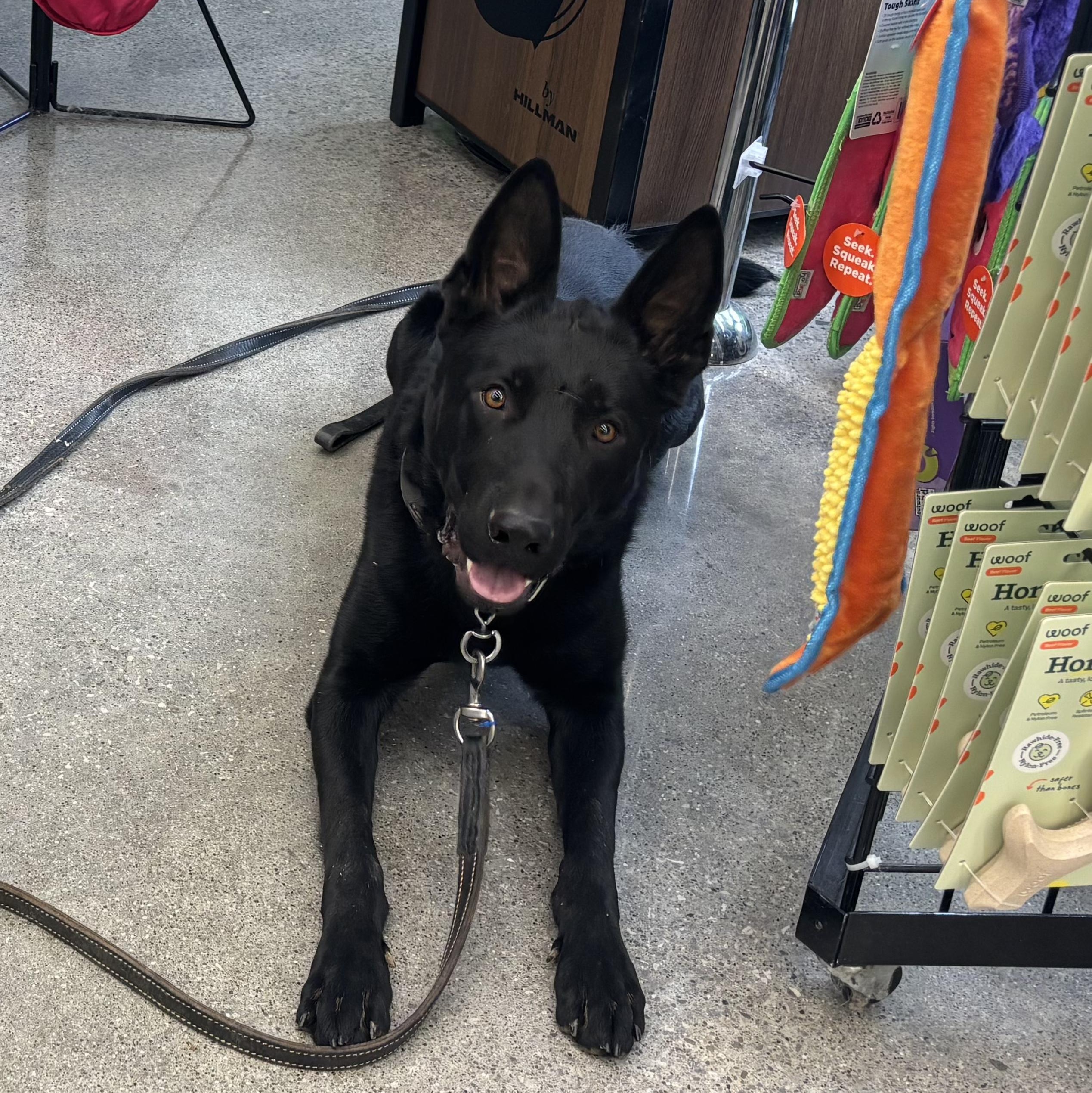 Flynn, ADOPTABLE, Young Male German Shepherd Dog.