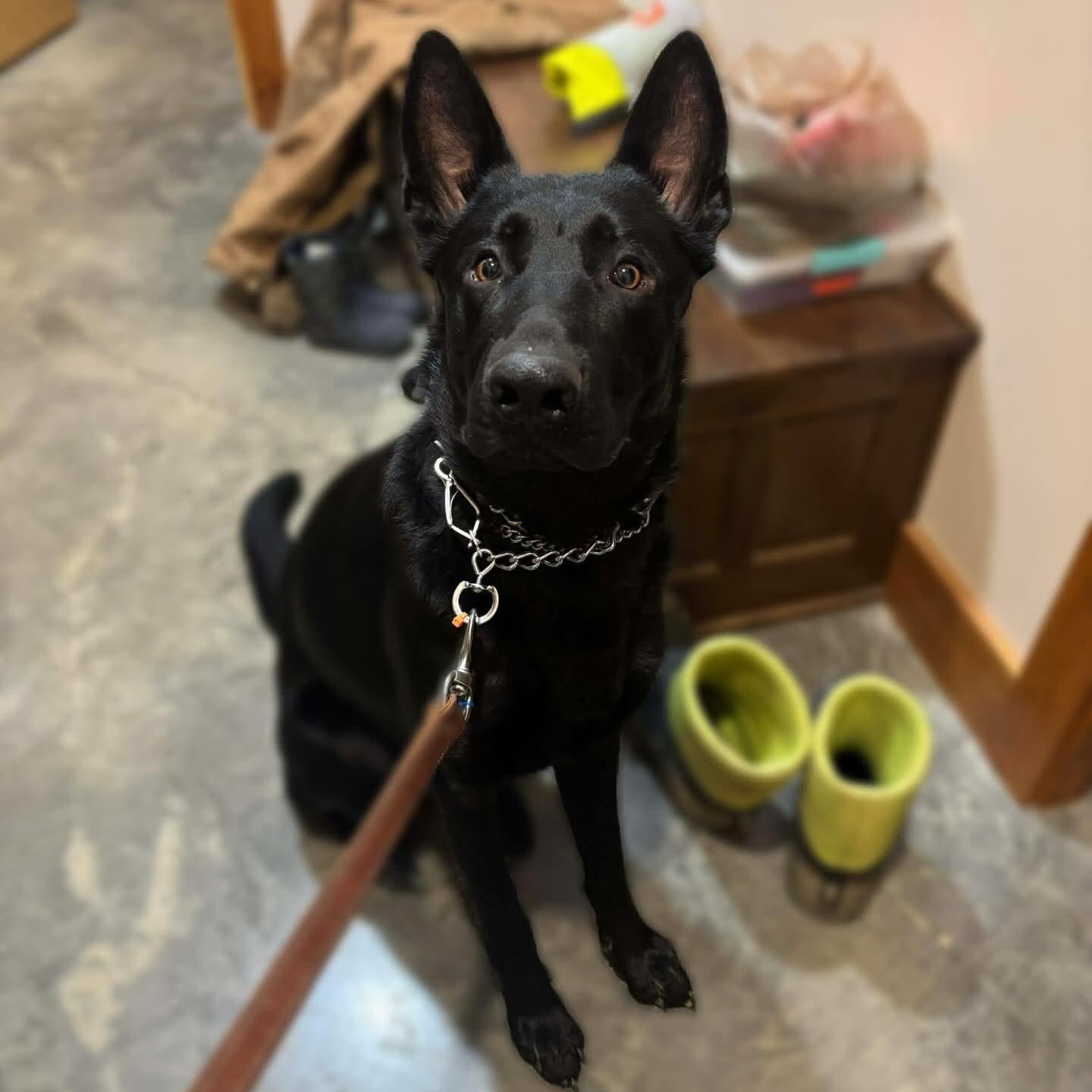Enlarge Flynn, a ADOPTABLE German Shepherd Dog in Lexington, KY image 2/5