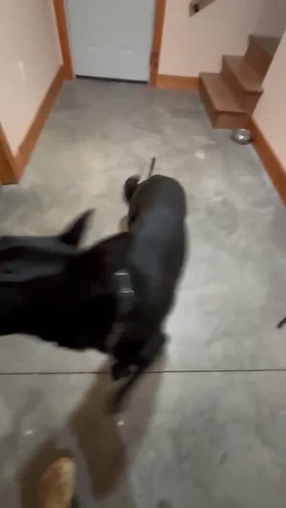 Enlarge Flynn, a ADOPTABLE German Shepherd Dog in Lexington, KY video 3/5