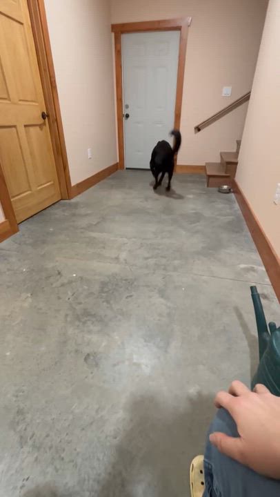 Enlarge Flynn, a ADOPTABLE German Shepherd Dog in Lexington, KY video 4/5