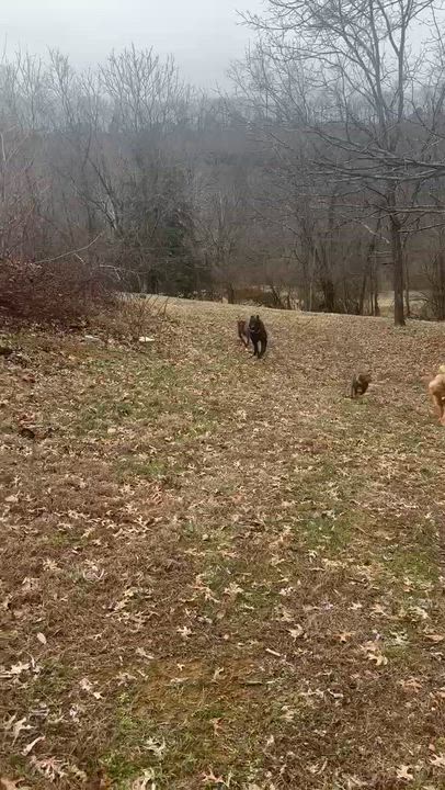 Enlarge Flynn, a ADOPTABLE German Shepherd Dog in Lexington, KY video 5/5