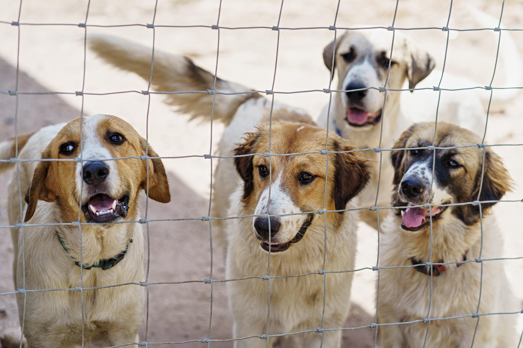 Enlarge Boris, a Adoptable mixed breed in LAMPASAS, TX image 4/5