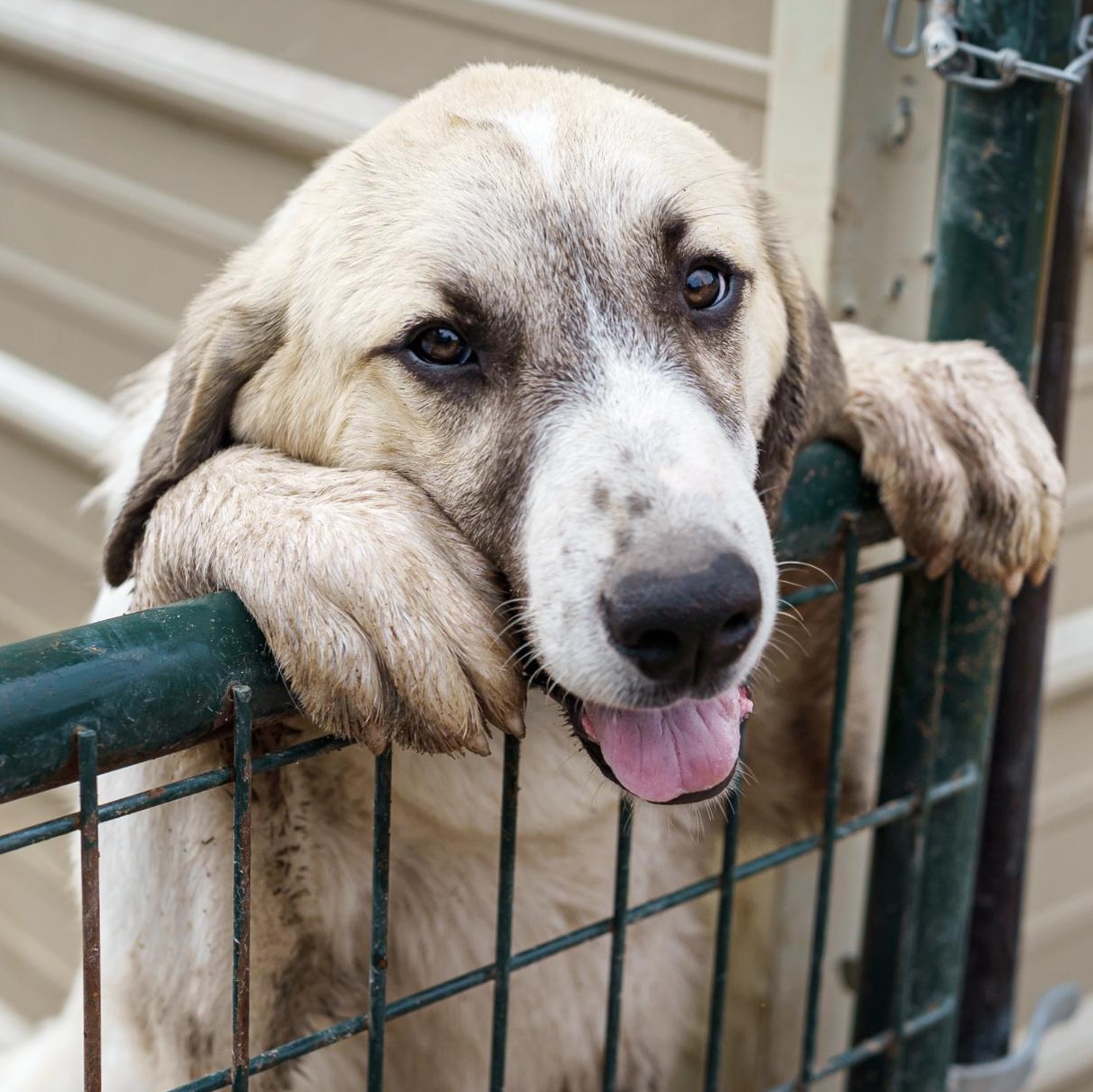 Enlarge Boris, a Adoptable mixed breed in LAMPASAS, TX image 2/5