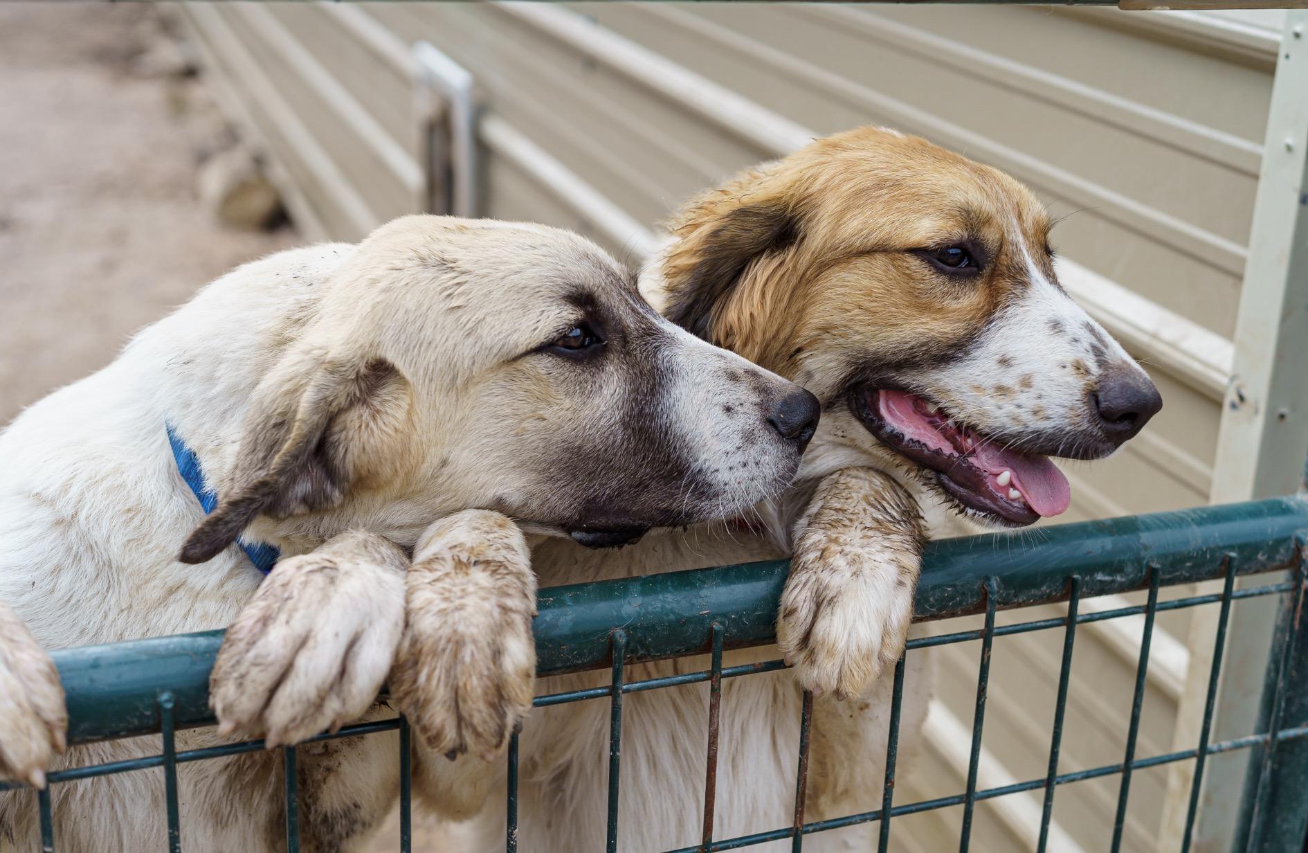 Enlarge Boris, a Adoptable mixed breed in LAMPASAS, TX image 3/5