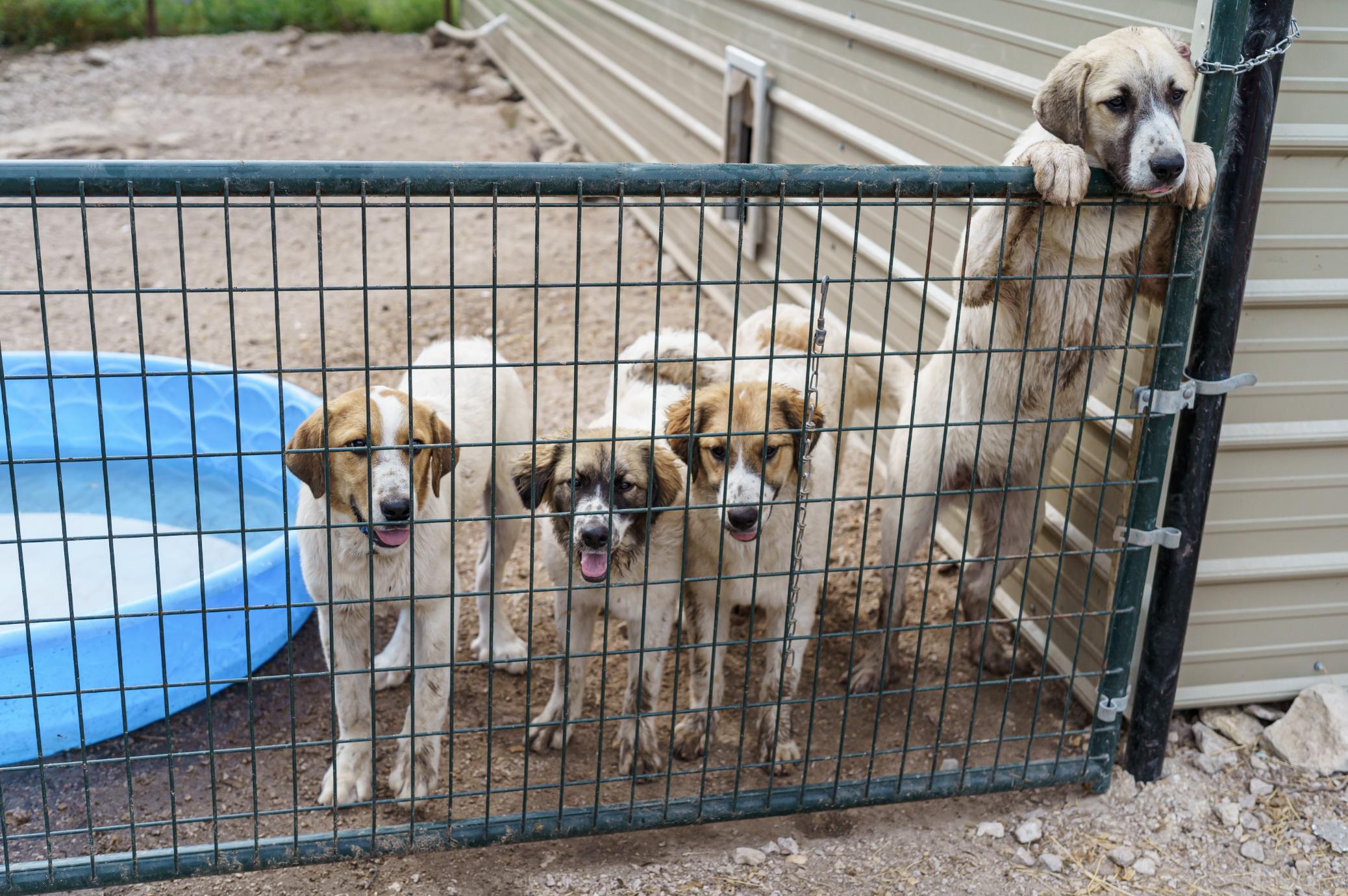 Enlarge Boris, a Adoptable mixed breed in LAMPASAS, TX image 5/5