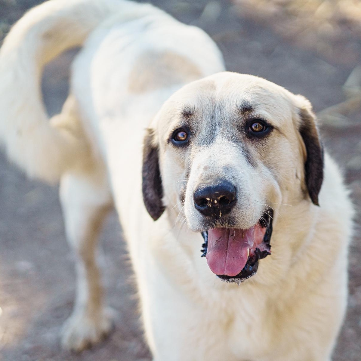 Boris, Adoptable, Young Male Great Pyrenees.