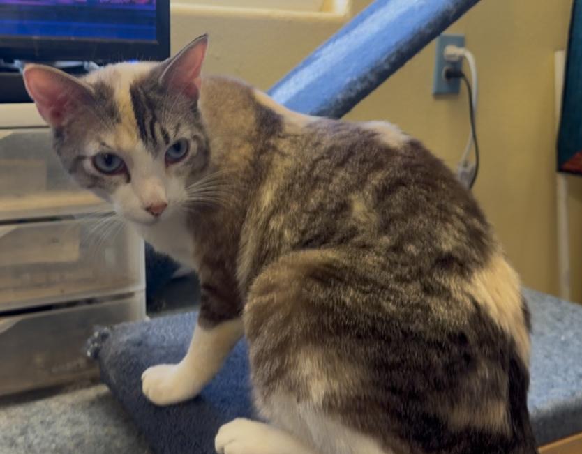 Enlarge Betsy, a Adoptable mixed breed in Hurricane, UT image 2/4