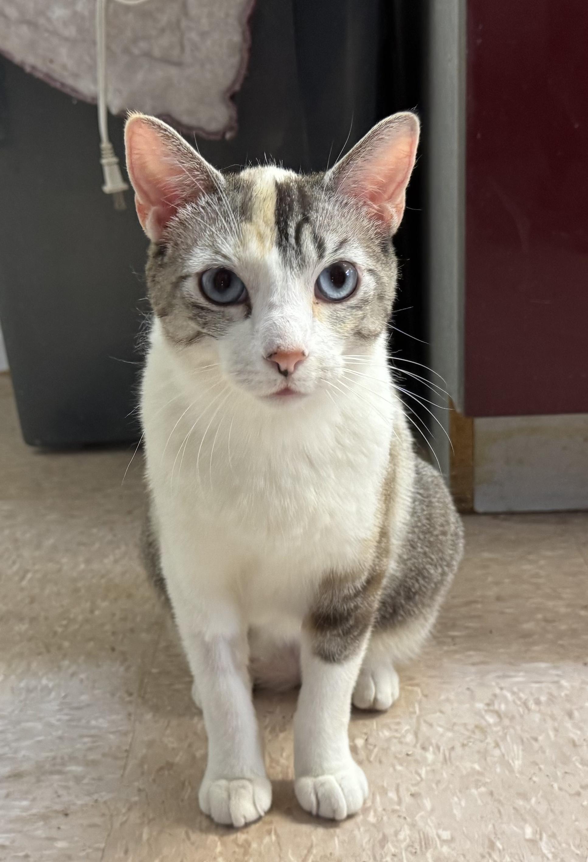 Enlarge Betsy, a Adoptable mixed breed in Hurricane, UT image 4/4