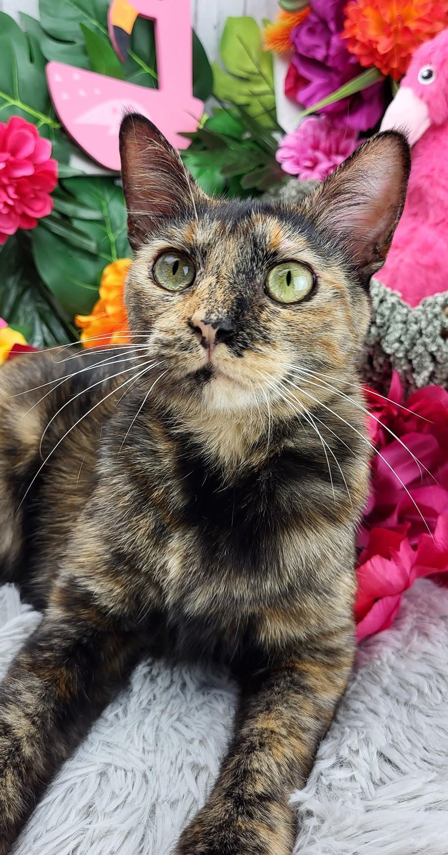 Tilly, a Adoptable Domestic Short Hair in Ocean Springs, MS image 1/6