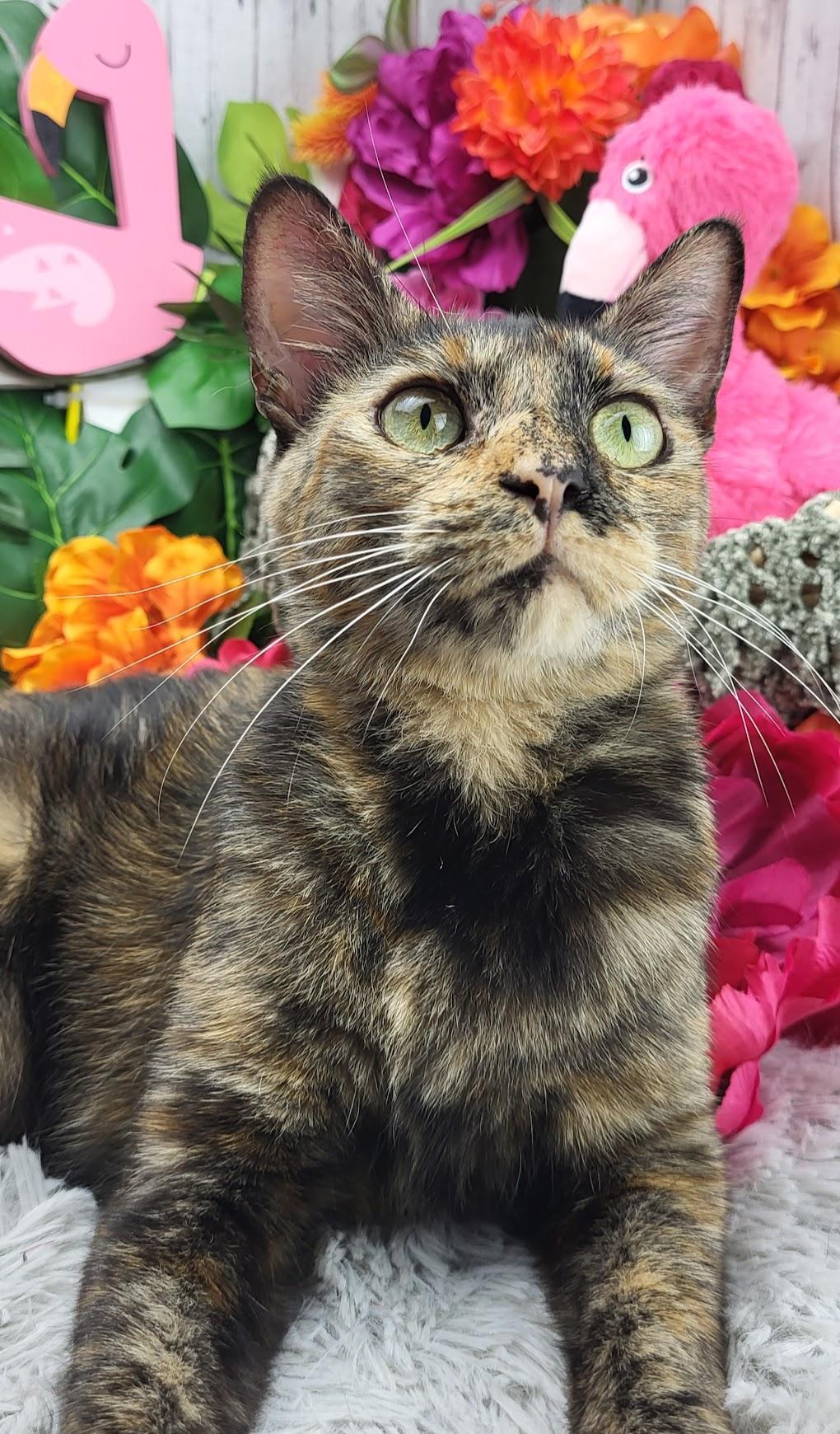 Tilly, a Adoptable Domestic Short Hair in Ocean Springs, MS image 2/6