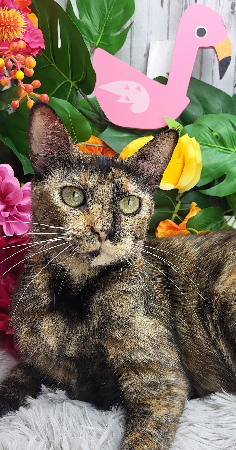 Tilly, a Adoptable Domestic Short Hair in Ocean Springs, MS image 3/6