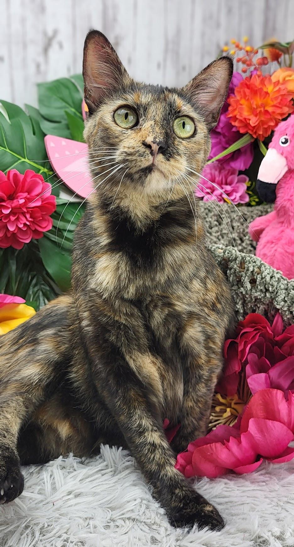 Tilly, a Adoptable Domestic Short Hair in Ocean Springs, MS image 4/6