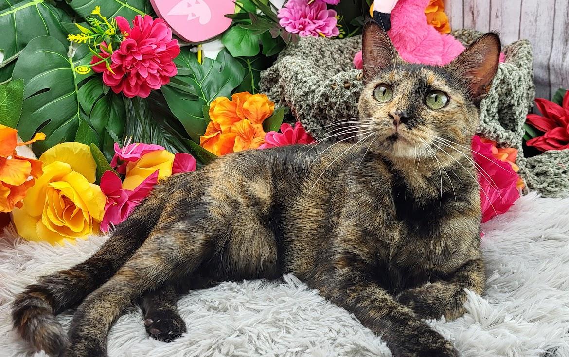 Tilly, a Adoptable Domestic Short Hair in Ocean Springs, MS image 5/6