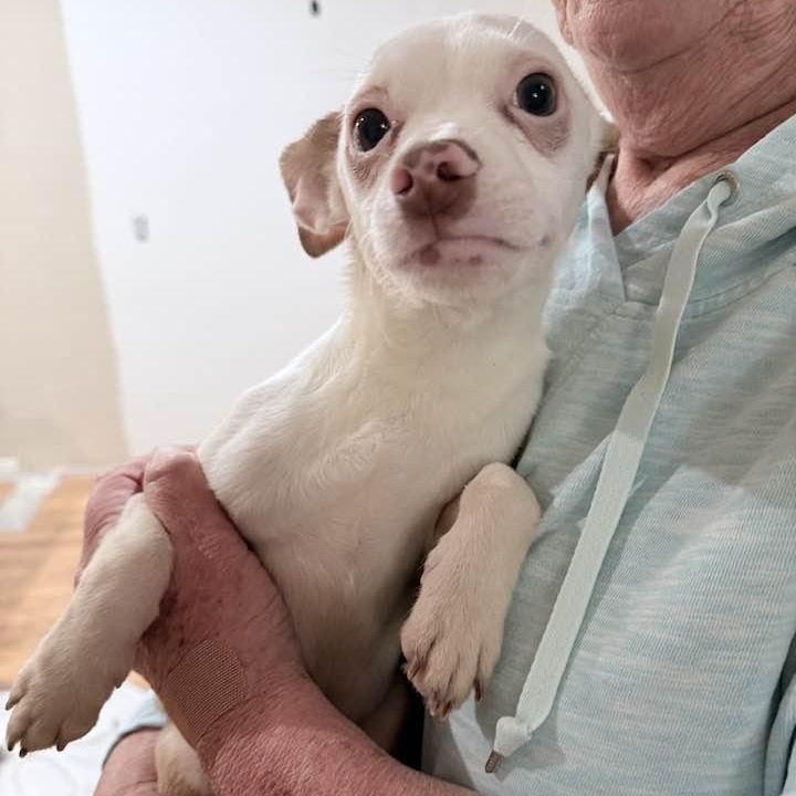 Enlarge Bo, a ADOPTABLE mixed breed in Las Vegas, NV image 4/5