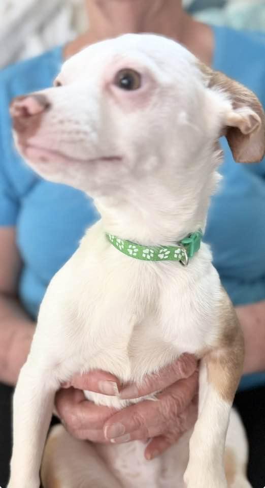 Enlarge Bo, a ADOPTABLE mixed breed in Las Vegas, NV image 3/5