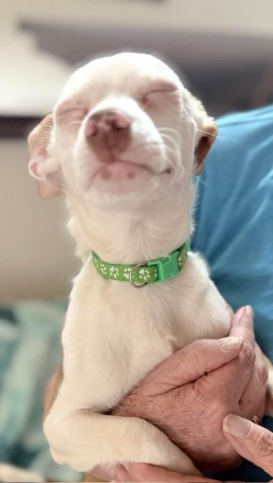 Enlarge Bo, a ADOPTABLE mixed breed in Las Vegas, NV image 2/5