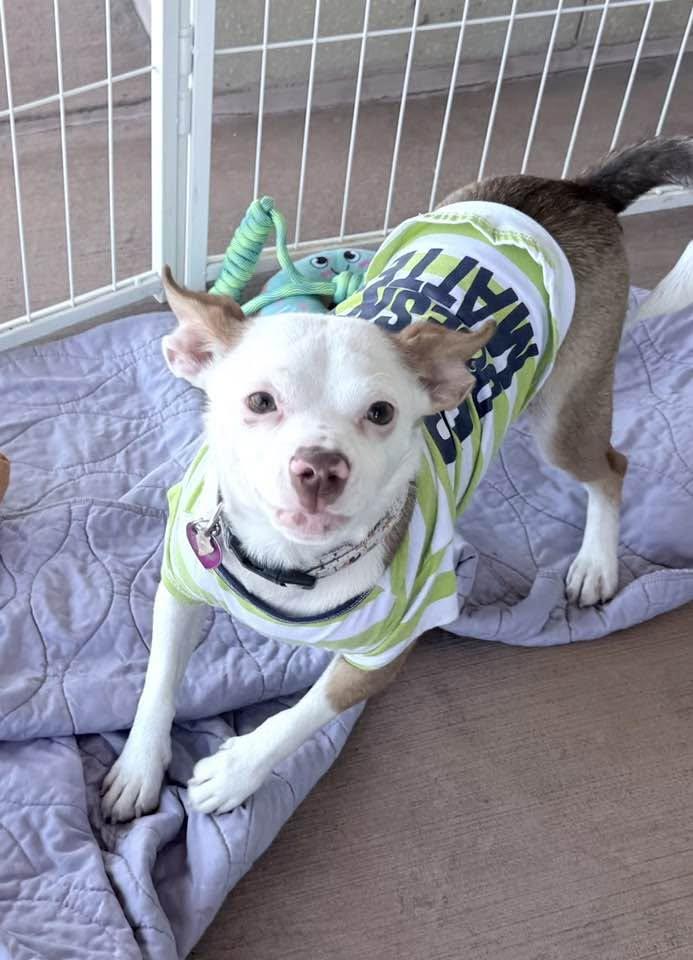 Bo, Adoptable, Young Male Rat Terrier.
