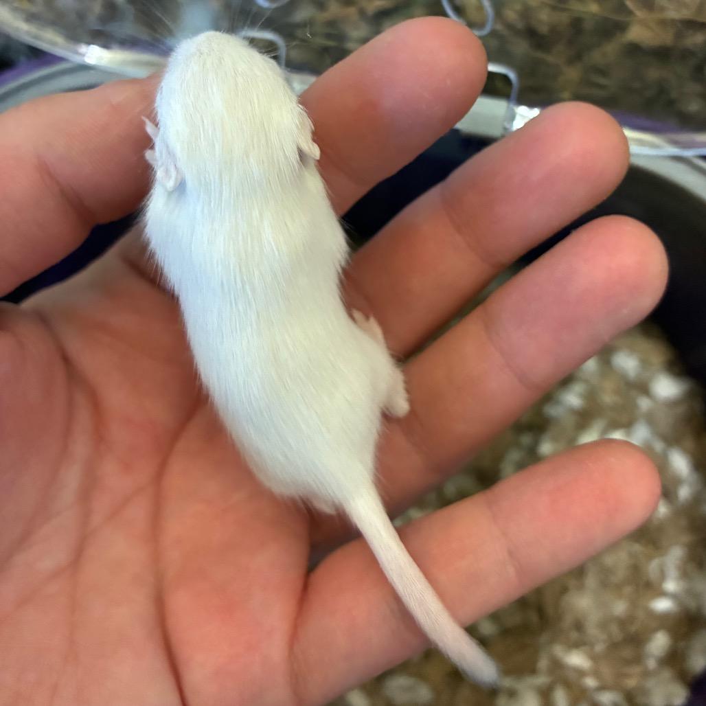 Wobble, Adoptable, Baby Female Gerbil.