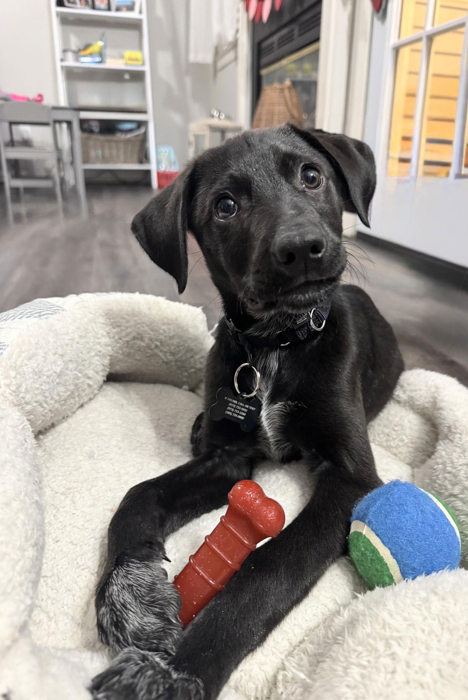 Scout Lonestar thumbnail 2