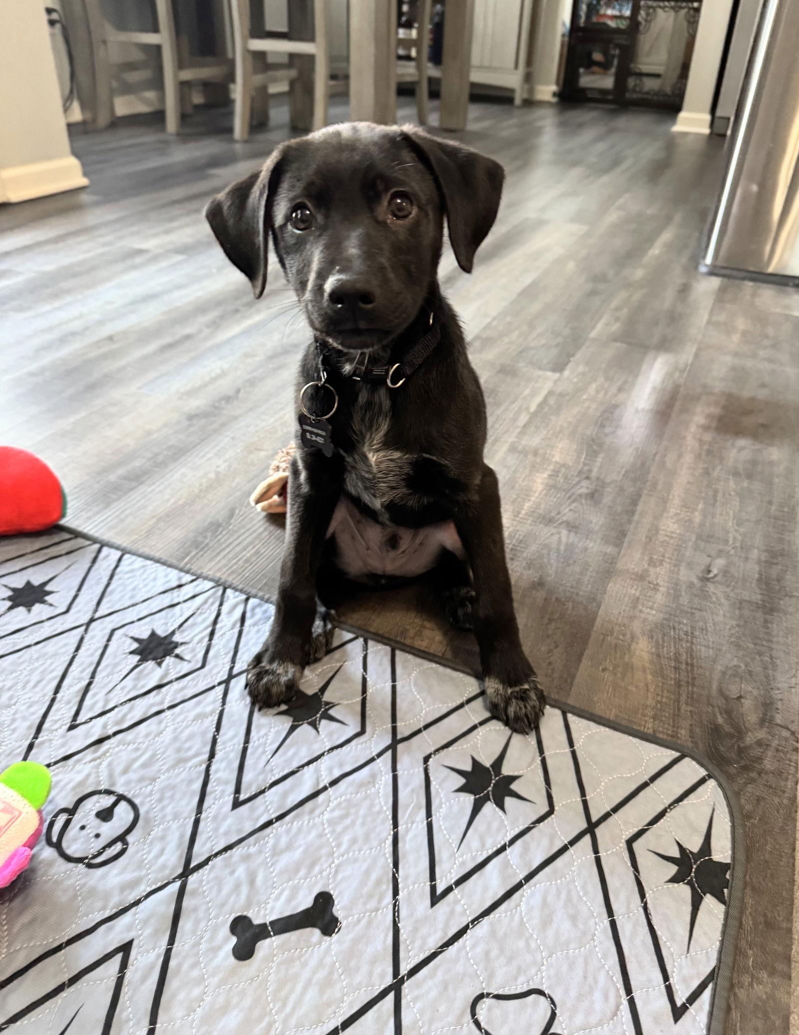 Scout Lonestar thumbnail 3