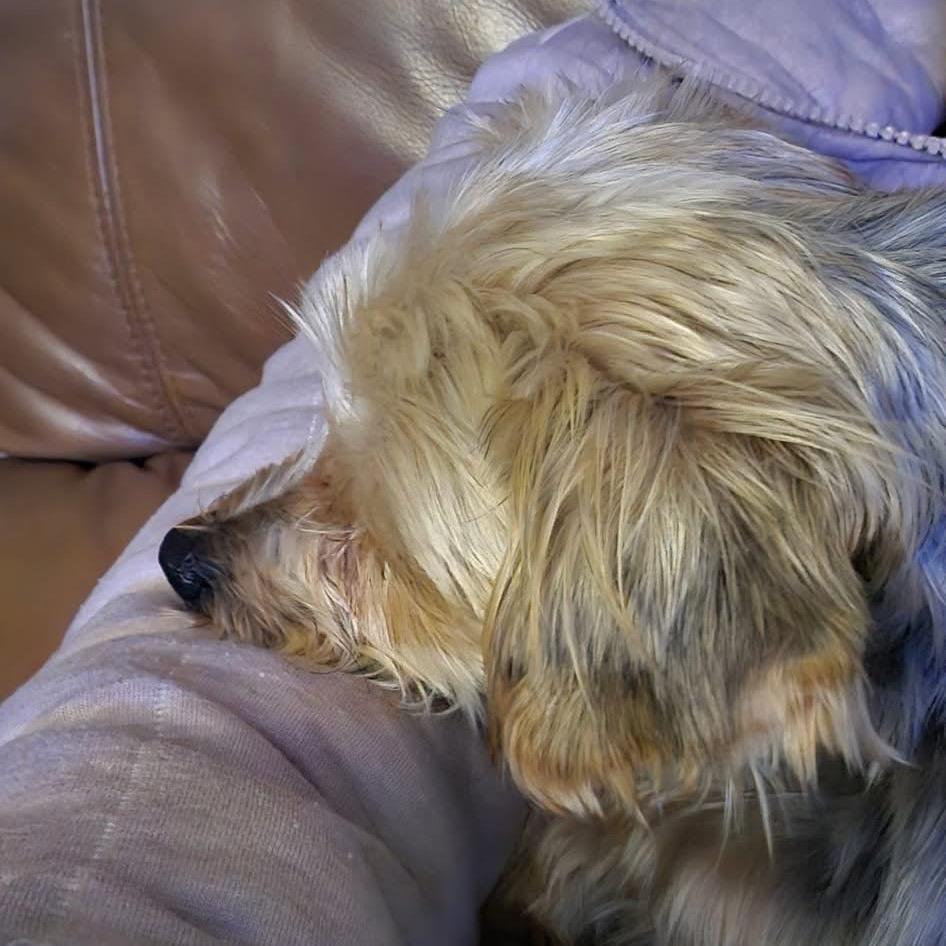 Holiday, Adoptable, Adult Female Yorkshire Terrier.