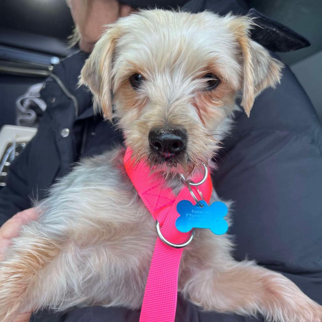 Enlarge Holiday, a Adoptable Yorkshire Terrier in St. Charles, IL image 3/6