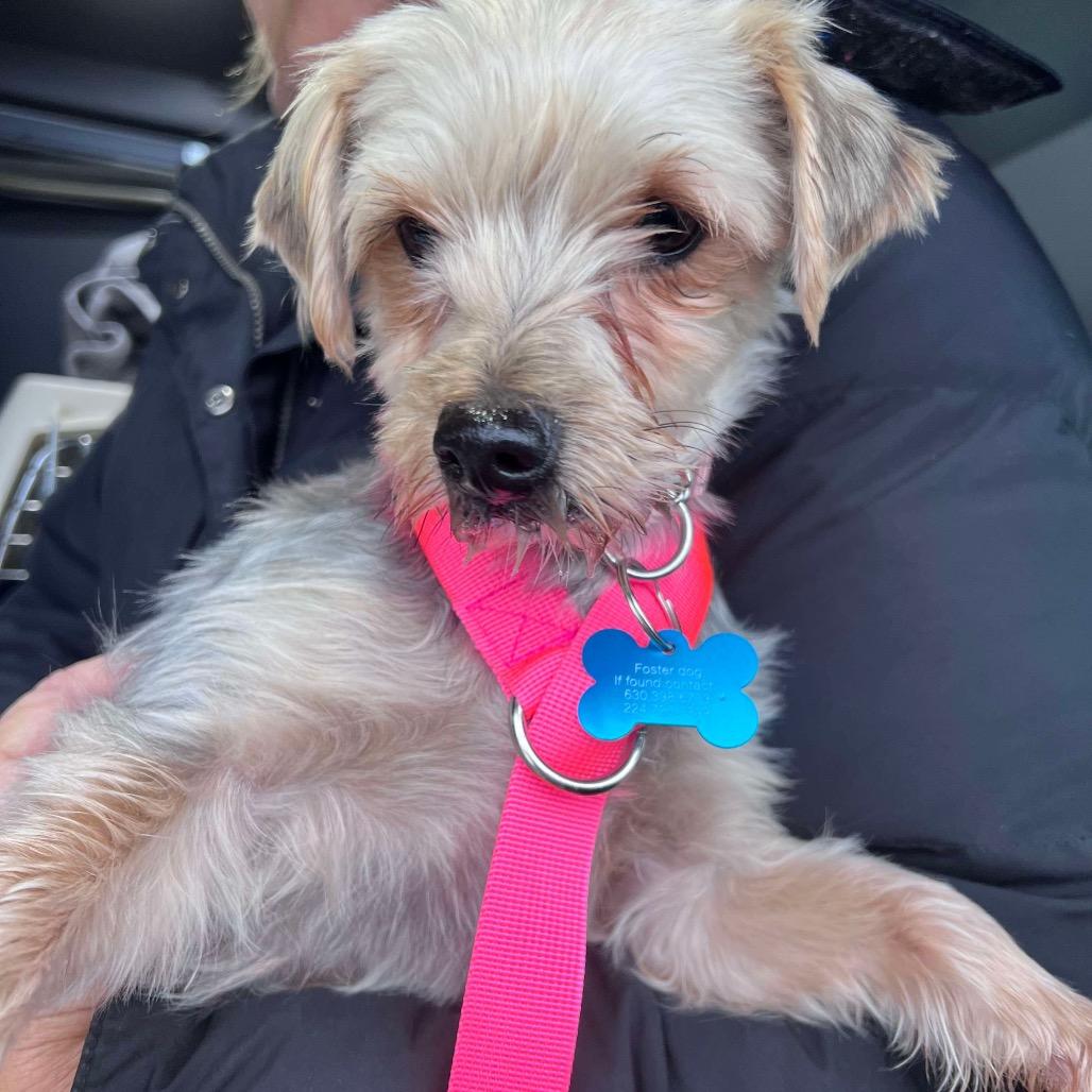 Enlarge Holiday, a Adoptable Yorkshire Terrier in St. Charles, IL image 4/6
