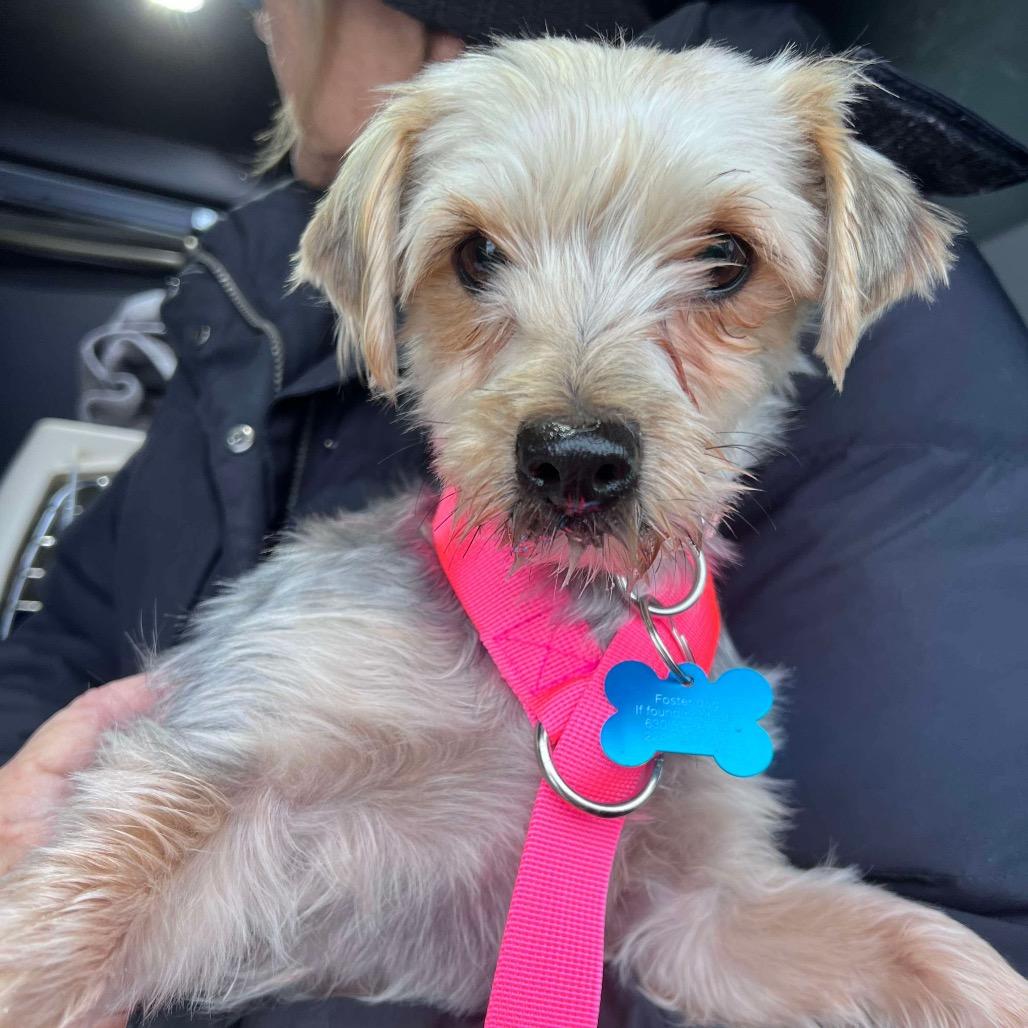 Enlarge Holiday, a Adoptable Yorkshire Terrier in St. Charles, IL image 5/6