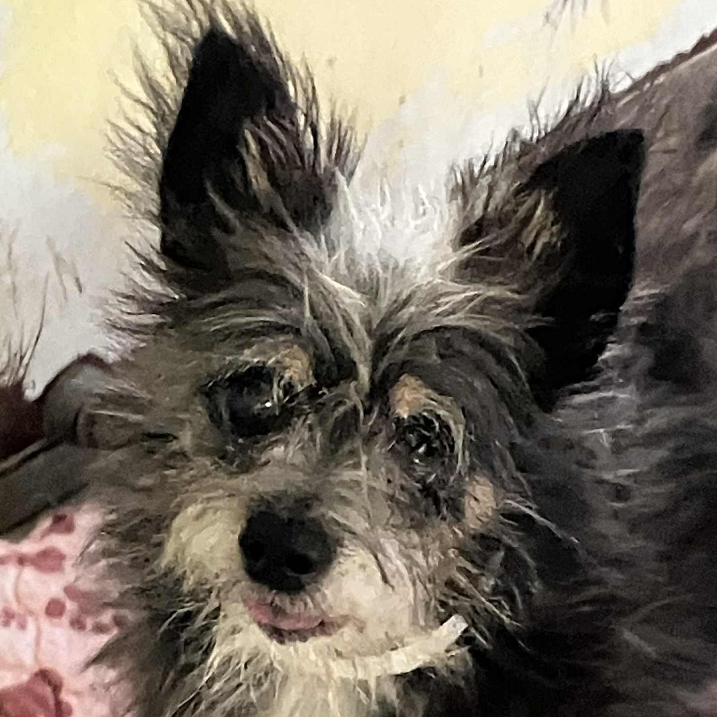 Sparky (aka Hills), a Adoptable mixed breed in Marana, AZ image 2/5