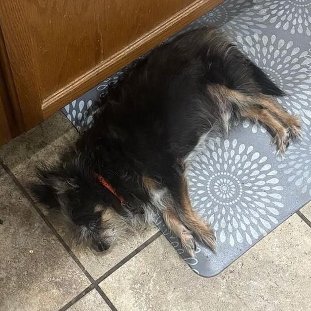 Sparky (aka Hills), a Adoptable mixed breed in Marana, AZ image 4/5