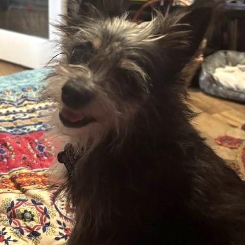 Sparky (aka Hills), Adoptable, Adult Male Cairn Terrier.