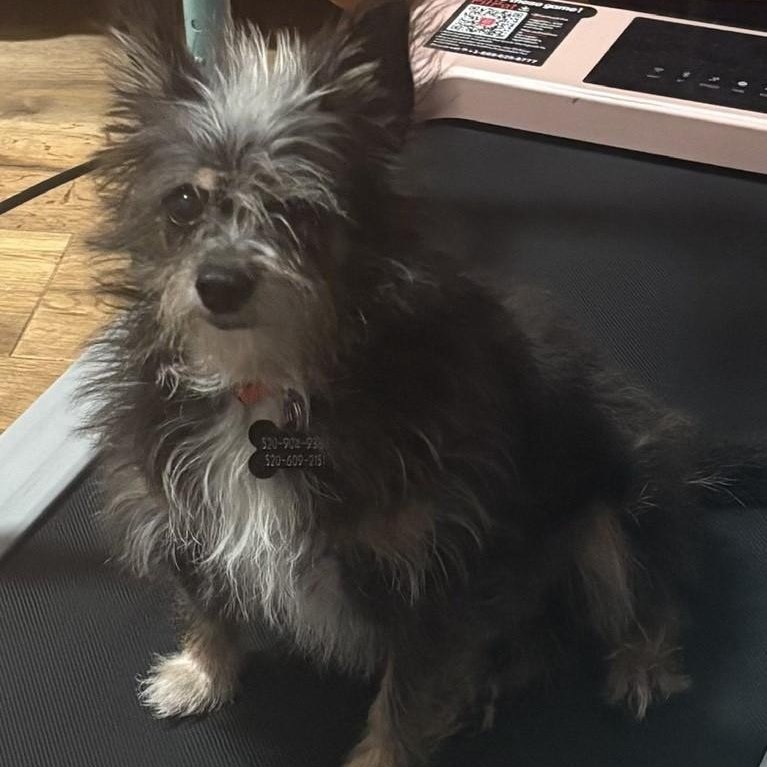 Sparky (aka Hills), a Adoptable mixed breed in Marana, AZ image 5/5