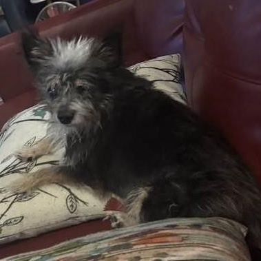 Sparky (aka Hills), a Adoptable mixed breed in Marana, AZ image 3/5