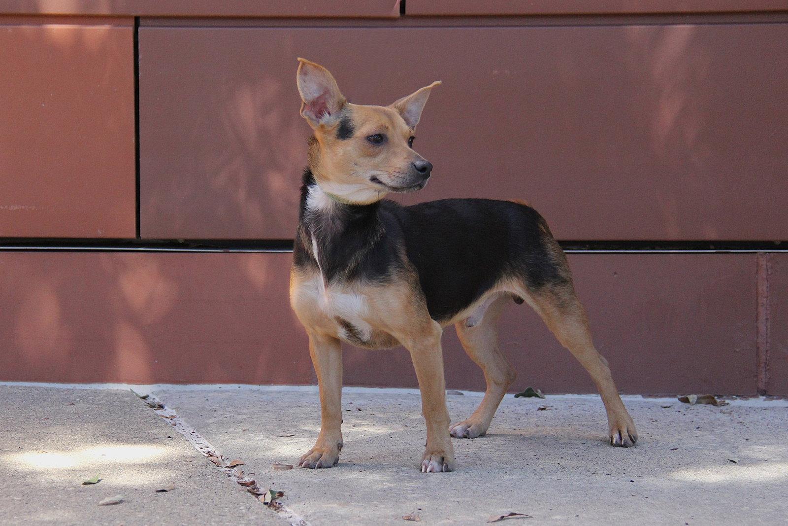 Enlarge Pilar, a Adoptable Chihuahua in Charlotte, NC image 1/3