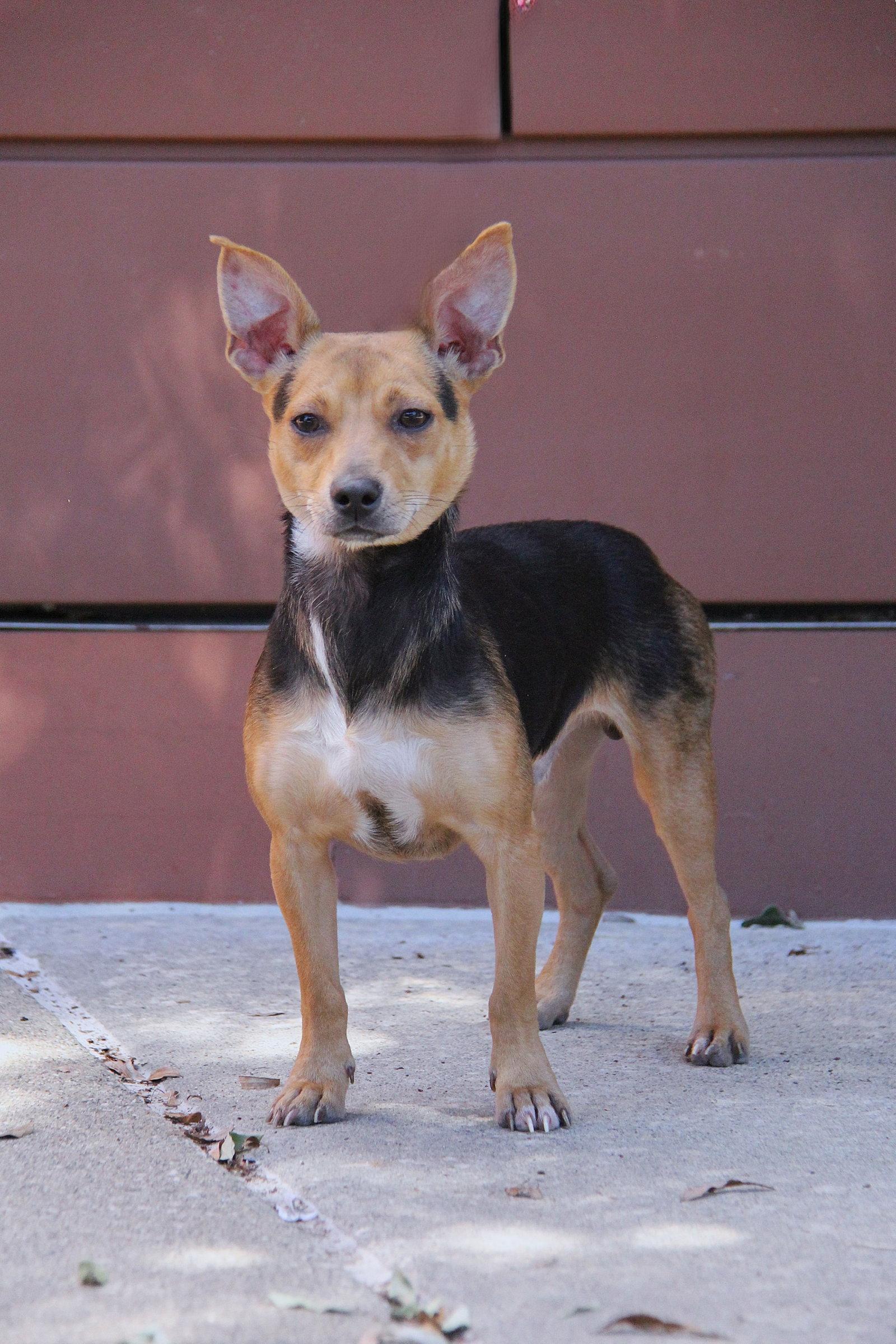 Enlarge Pilar, a Adoptable Chihuahua in Charlotte, NC image 2/3