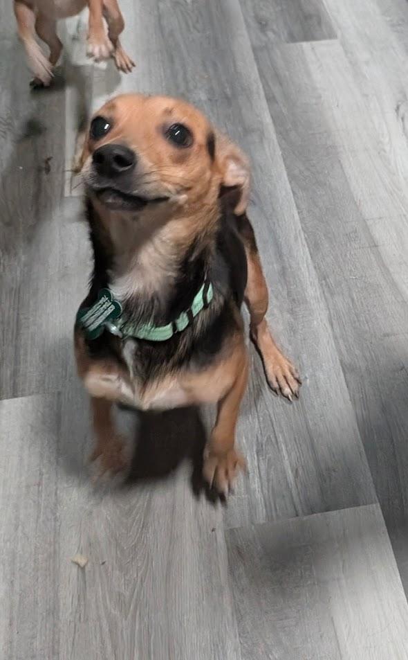 Pilar, Adoptable, Young Male Chihuahua.