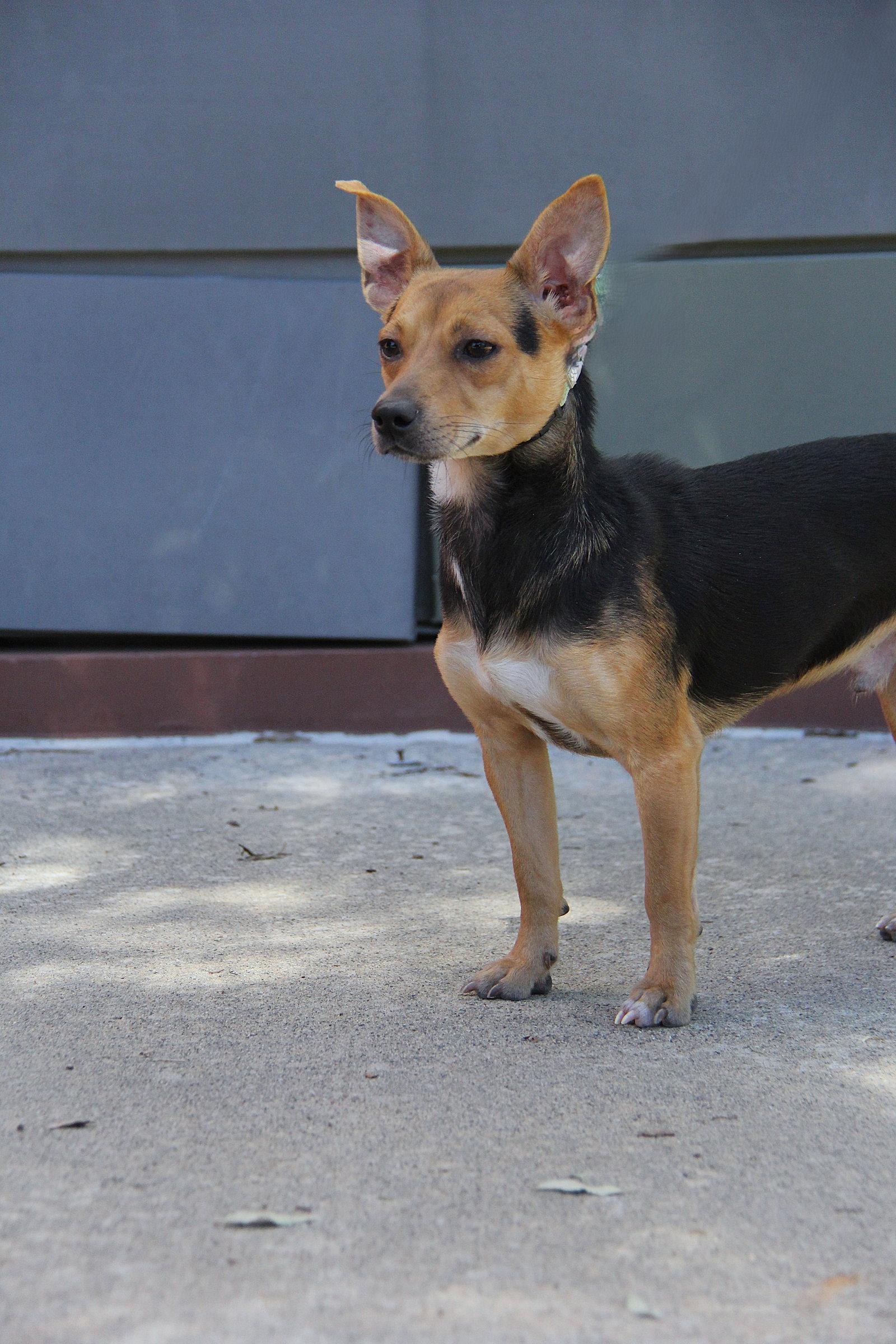 Enlarge Pilar, a Adoptable Chihuahua in Charlotte, NC image 3/3