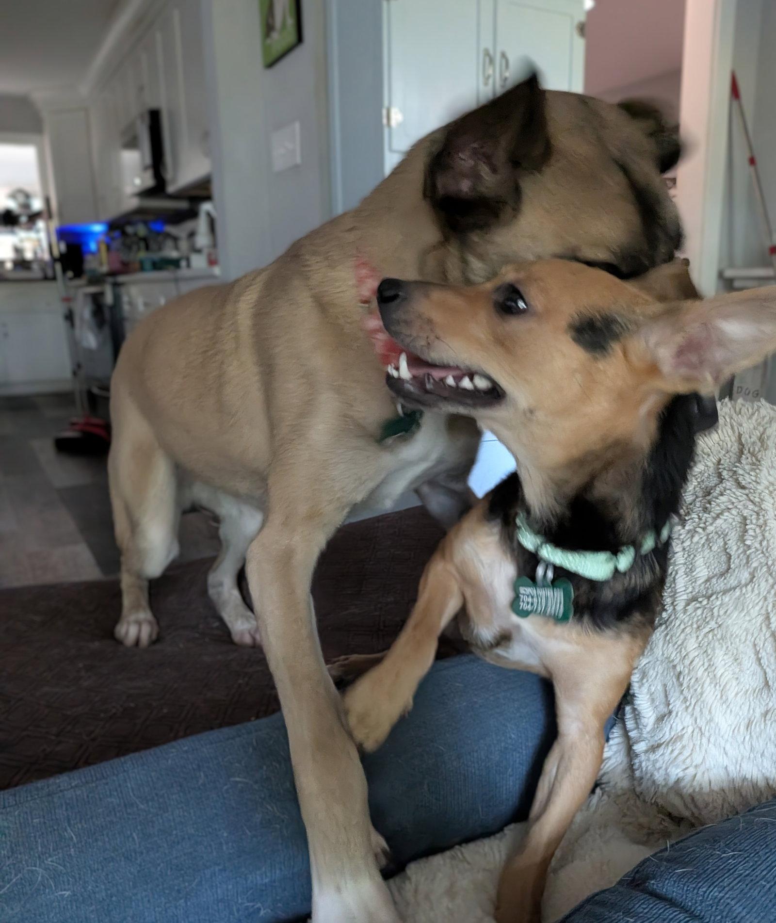 Enlarge Pilar, a Adoptable Chihuahua in Charlotte, NC image 3/3