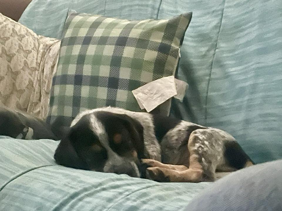 Amos, a ADOPTABLE mixed breed in Knoxville, TN image 1/3