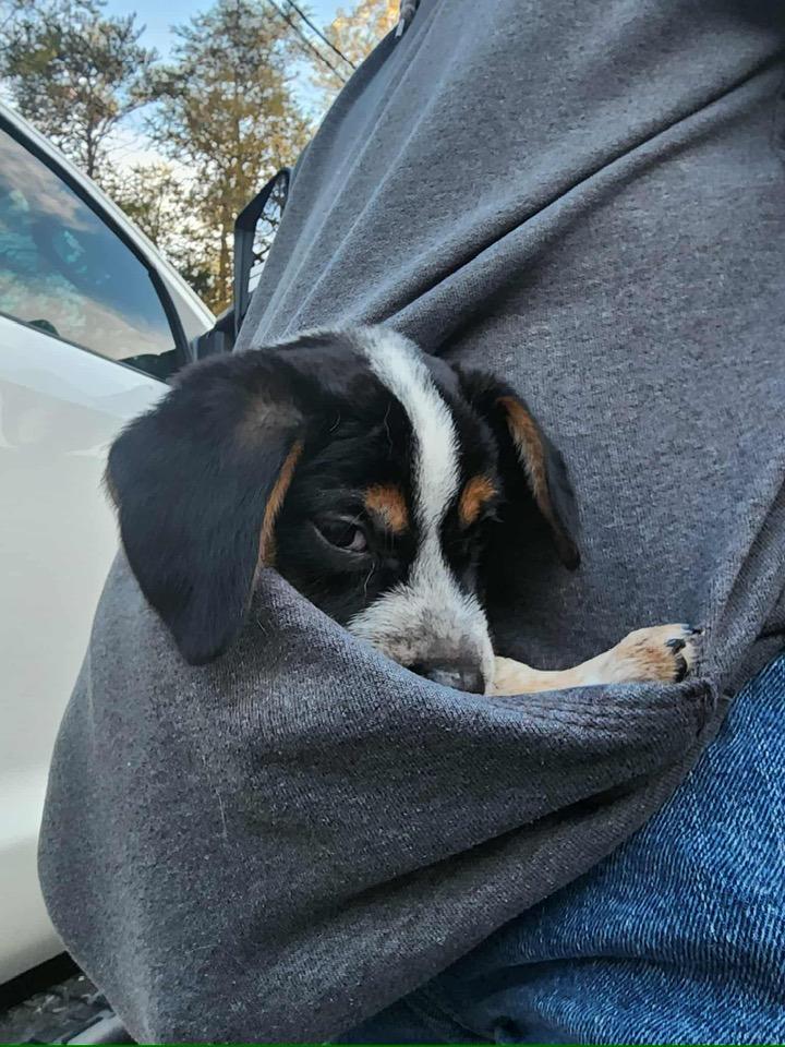 Amos, a ADOPTABLE mixed breed in Knoxville, TN image 2/3