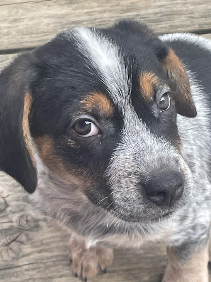 Amos, a ADOPTABLE mixed breed in Knoxville, TN image 3/3