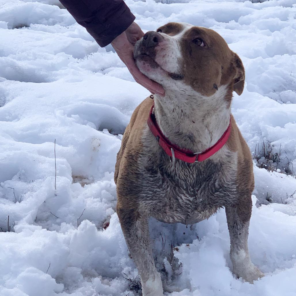 Enlarge Trixie, a Adoptable American Staffordshire Terrier in Pagosa Springs, CO image 1/4