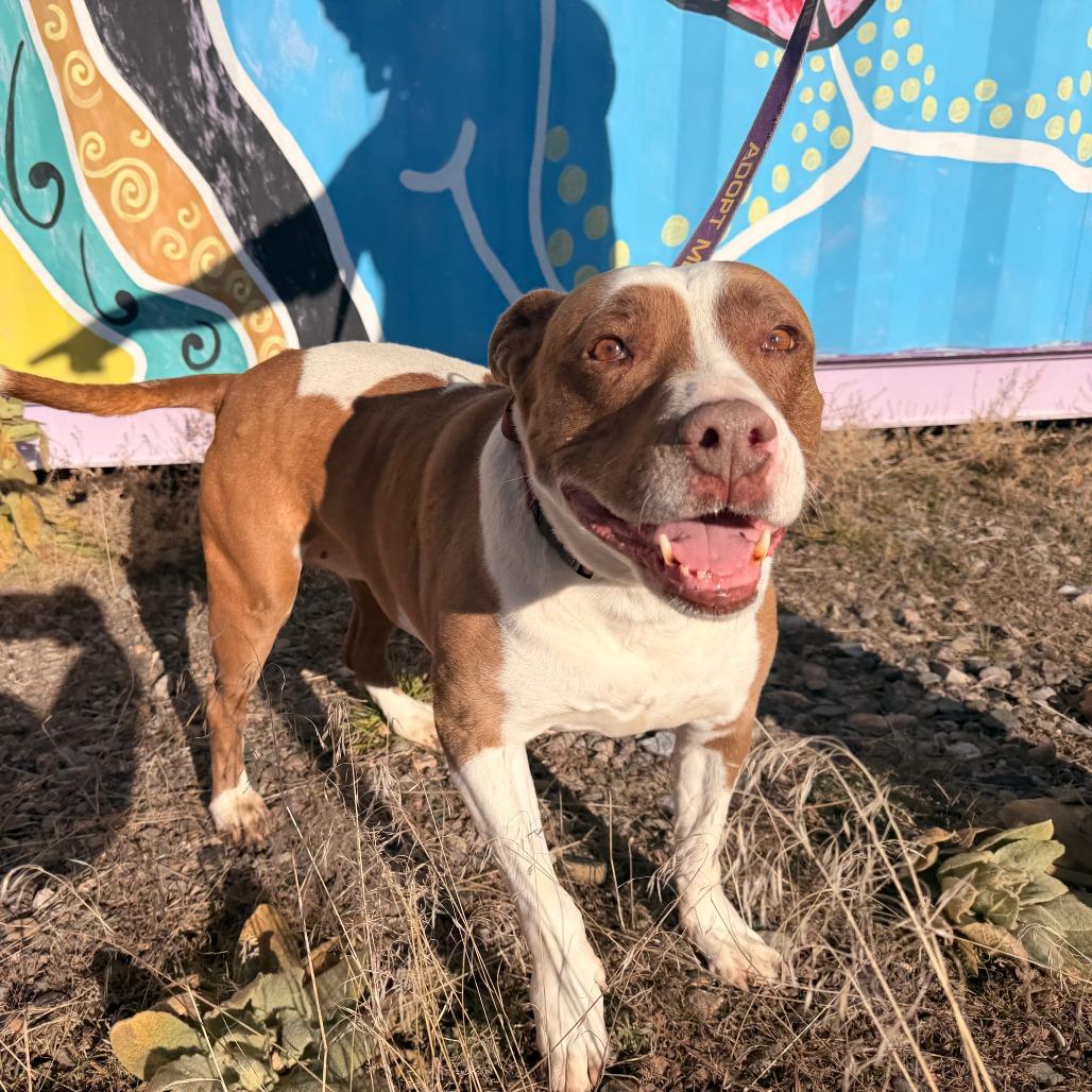 Trixie, Adoptable, Senior Female American Staffordshire Terrier.