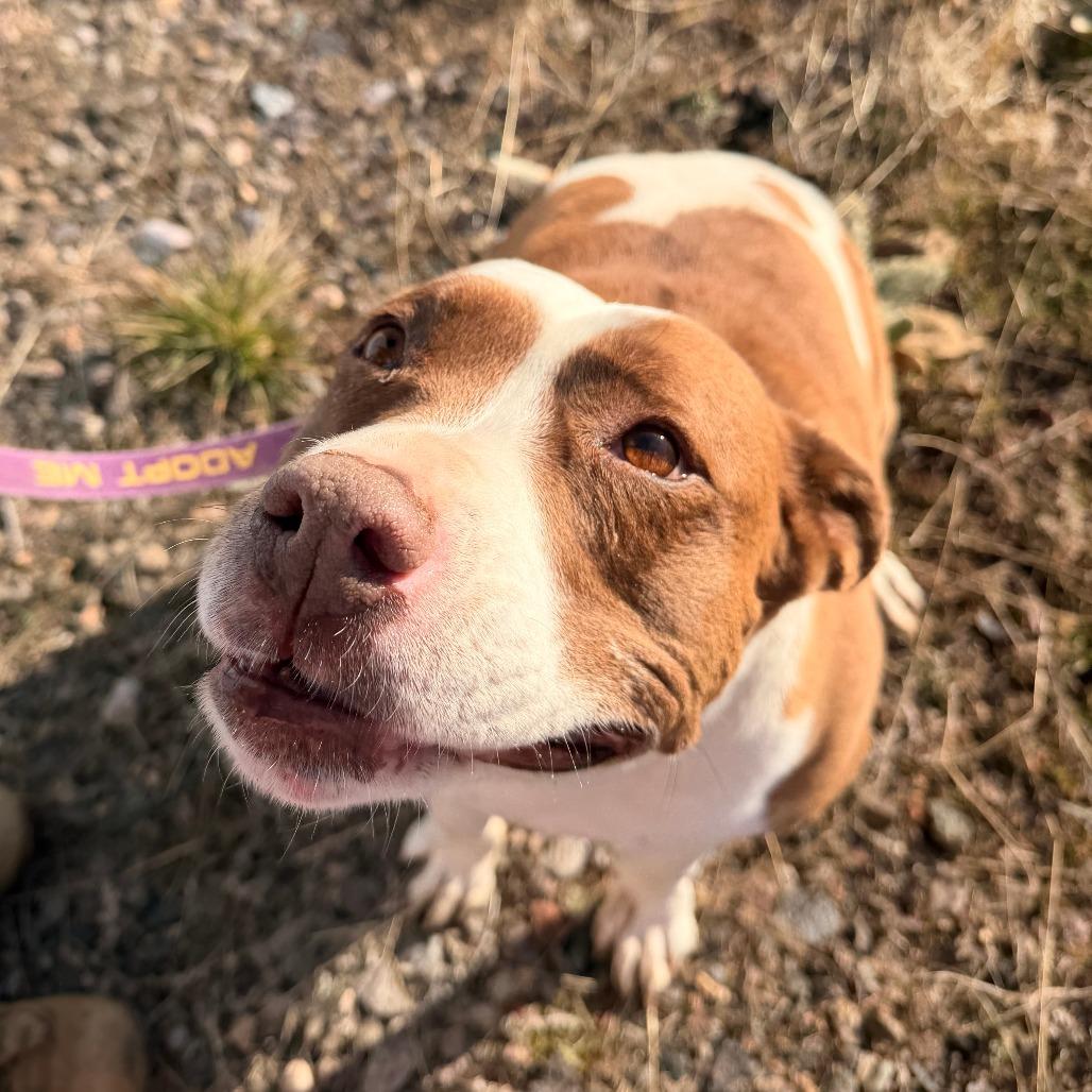 Trixie, Adoptable, Senior Female Mixed Breed & Pit Bull Terrier.